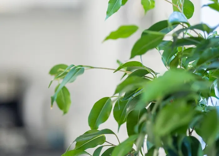 Appartement Borgo Vignola *